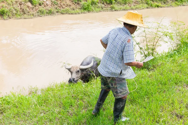 Фермер вытягивает буйволов из реки в сельской местности Таиланда Лицензионные Стоковые Фото