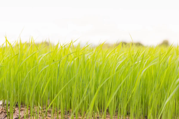 Посадка риса на поле в сезон дождей Лицензионные Стоковые Изображения