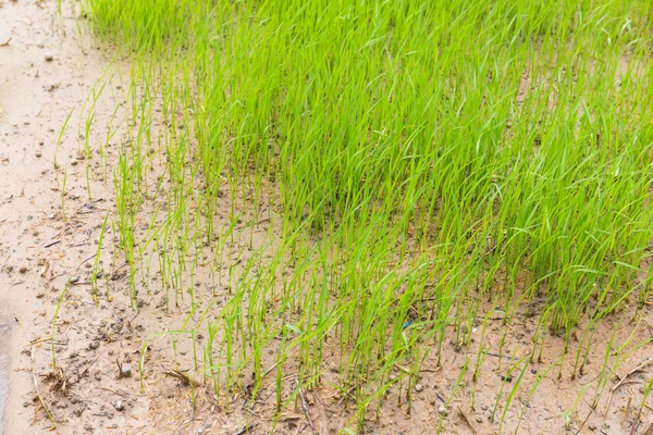 Посадка риса на поле в сезон дождей Лицензионные Стоковые Фото