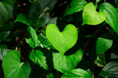 Kalp şeklinde yaprakları Bahçe 