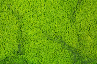 Doğa pond yüzen yosunları 