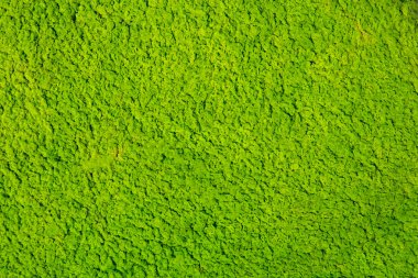 Atıksu pond yüzen yosunları 