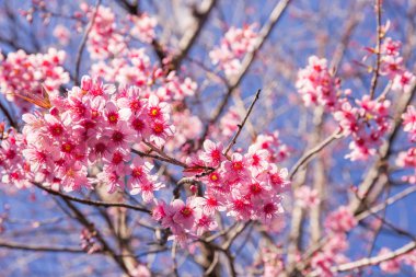 Sakura çiçek güzel doğa arka plan ile yakın çekim