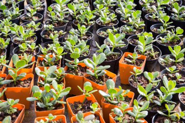 Fidanlık tesisi turuncu plastik kap içinde ev kullanıcısı Bahçe, Tayland