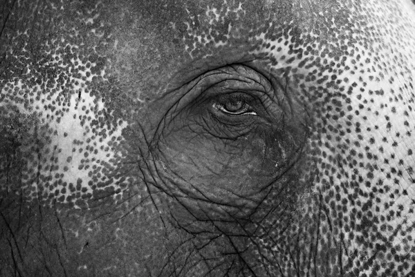 Foto en blanco y negro de la sensación de los ojos de elefante — Foto de Stock