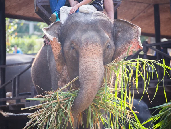 Slon je jíst trávu s turisty na slona zpět v elepha — Stock fotografie