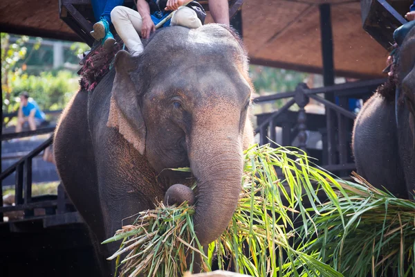 Слон ест траву с туристом на спине слона — стоковое фото