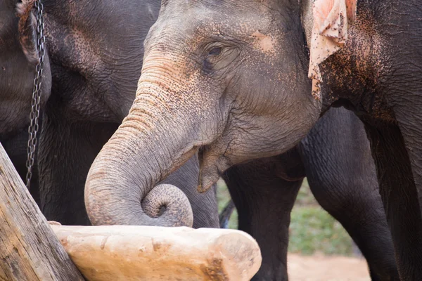Slon je vlek kufr v sloní show v parku slon — Stock fotografie