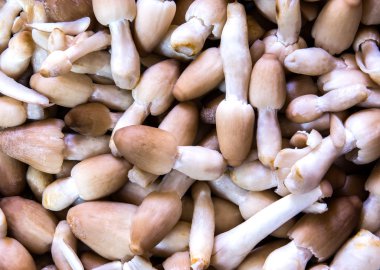 Taze mantar yakın çekim