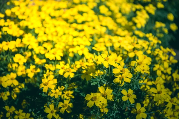 Flor amarela com fundo vintage — Fotografia de Stock
