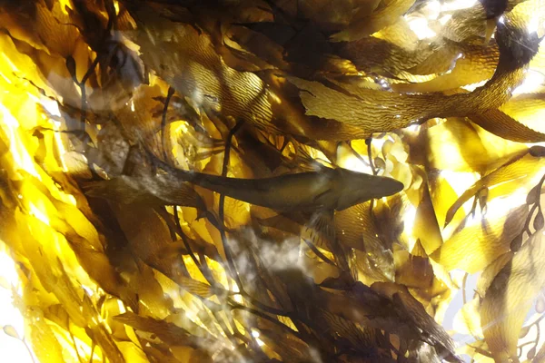 Esmer su yosunu ormanının gölgeler