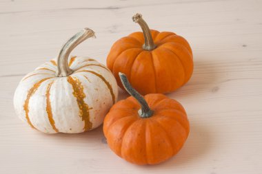 Minyatür Güz Pumpkins