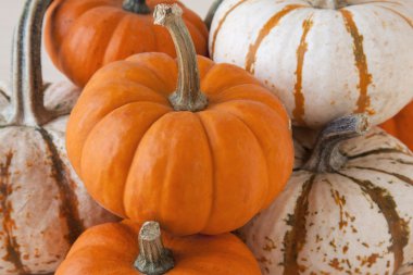 Minyatür Güz Pumpkins