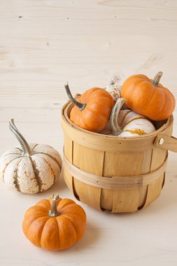 Minyatür Güz Pumpkins