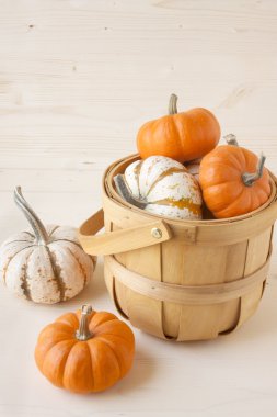 Minyatür Güz Pumpkins