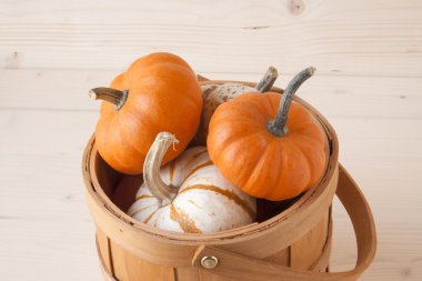 Minyatür Güz Pumpkins