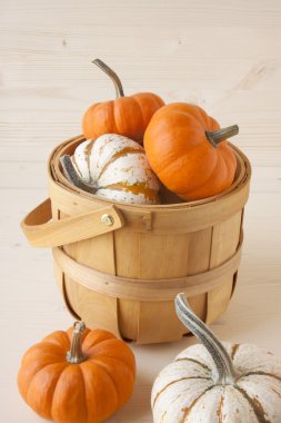 Minyatür Güz Pumpkins