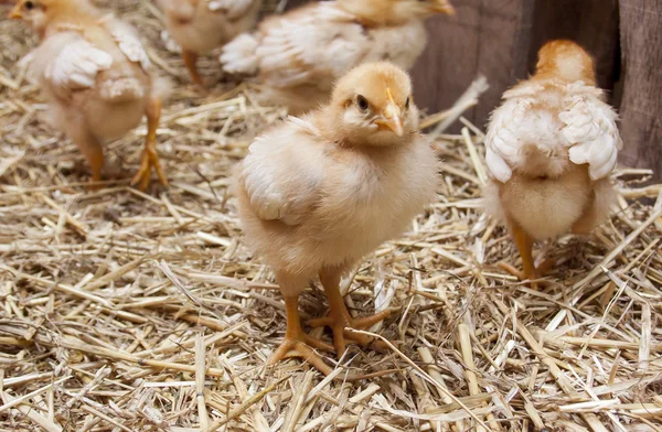 Bir ahır Brooder civciv