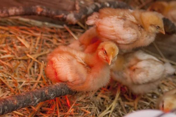 Pollitos en un granero Brooder — Foto de Stock