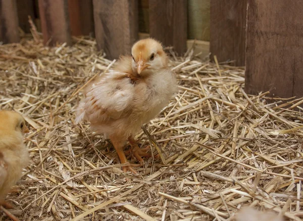 Bir ahır Brooder civciv