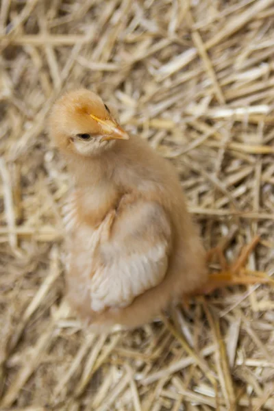 Pollitos en un granero Brooder — Foto de Stock