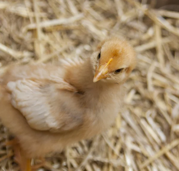 Pollitos en un granero Brooder — Foto de Stock