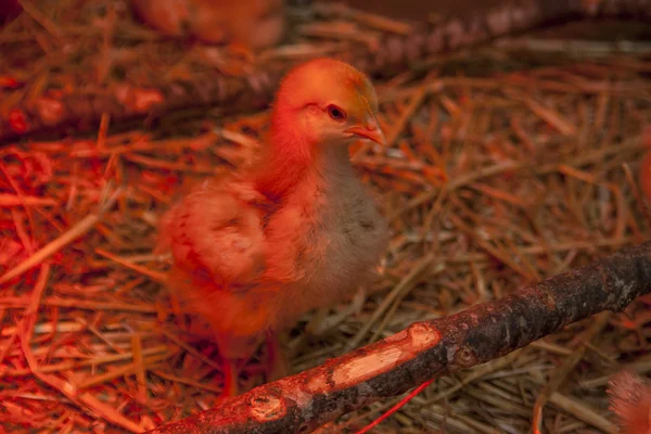 在谷仓孵化小鸡 免版税图库照片
