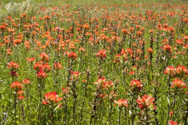 Çayırdaki çiçekler.
