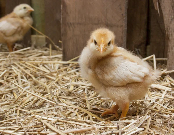 Pollitos en un granero Brooder — Foto de Stock