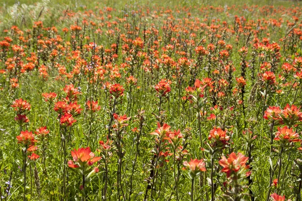 Flores en un prado — Foto de Stock