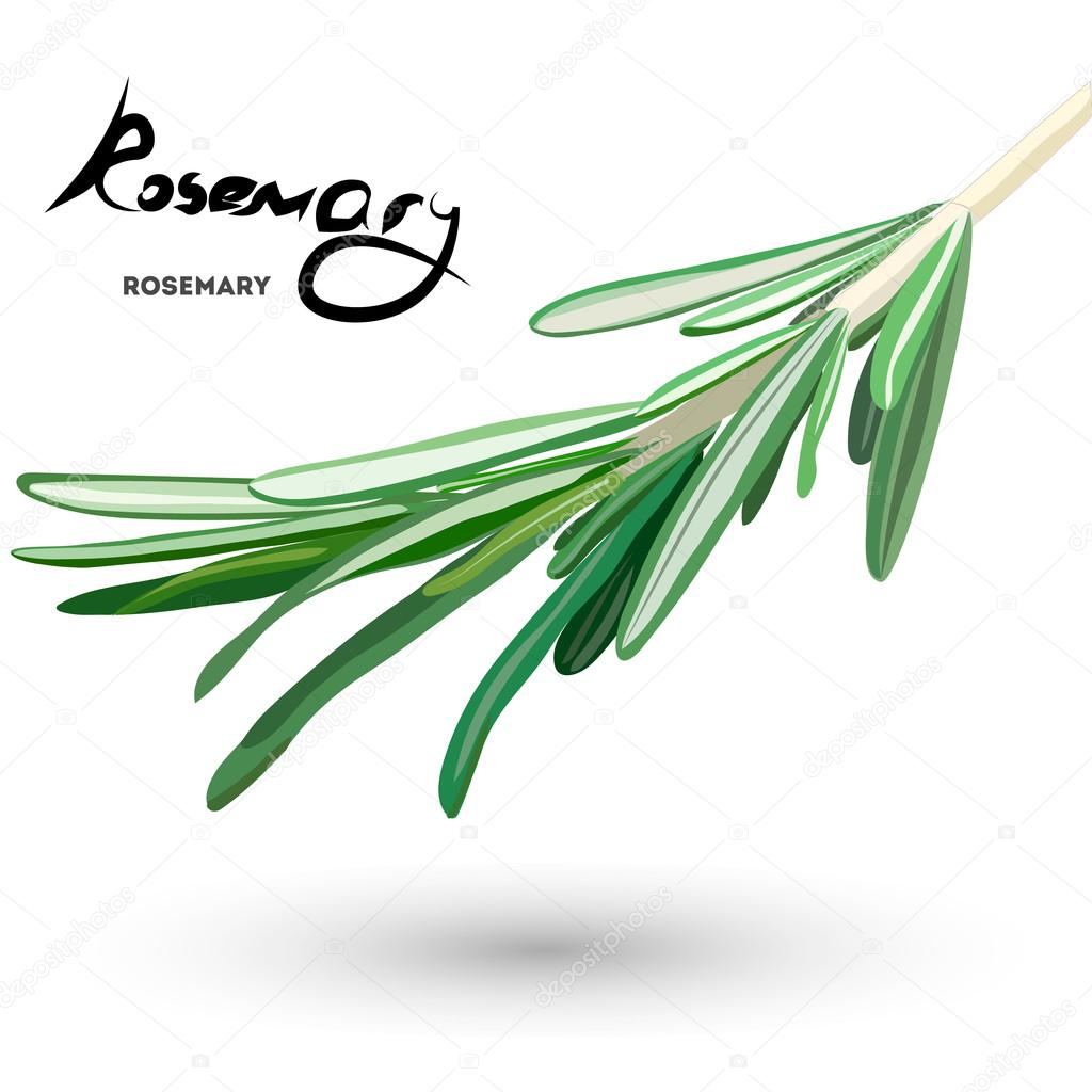 rosemary banner . Useful green herbs. delicious seasoning. tasty flavoring for food. Vector illustration.