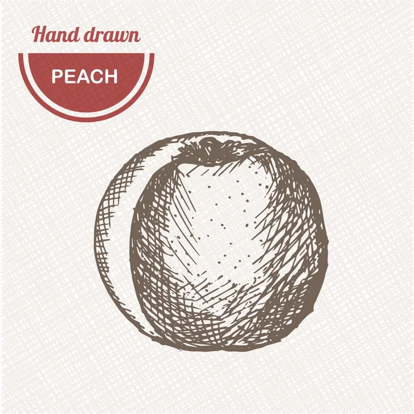 Şeftali kompozisyonu çizer. Elle çizilmiş elma. Vintage çizim tarzı illüstrasyon.