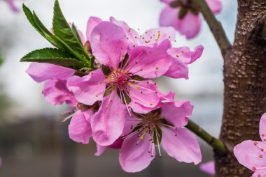 Şeftali blossom portre