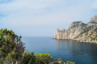 Yeni Dünya'daki defne