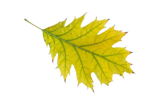 Beyaz Meşe yaprağı