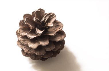 Çam kozalağı beyaz