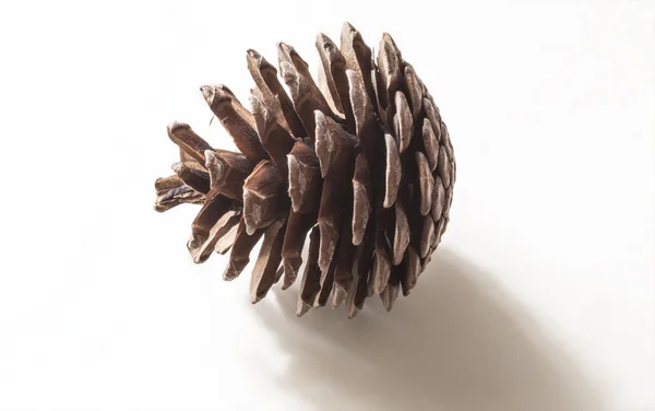 Çam kozalağı beyaz