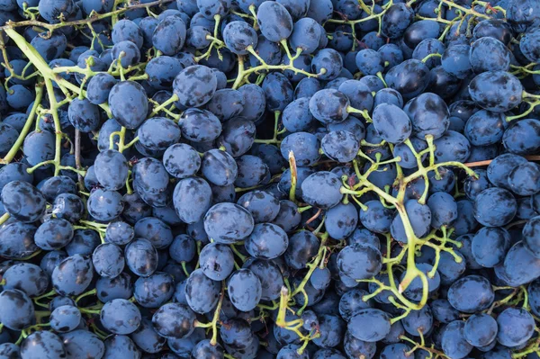 Много пучков голубого винограда — стоковое фото