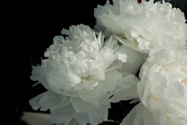 Siyah arka planda tüylü beyaz şakayıklar. 