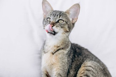 Aç vahşi kedi burnunu beyaz bir arka planda yalıyor.