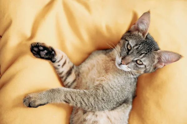 Cute Mengantuk Chausie Kucing Dengan Mata Terbuka Pada Latar Belakang — Stok Foto