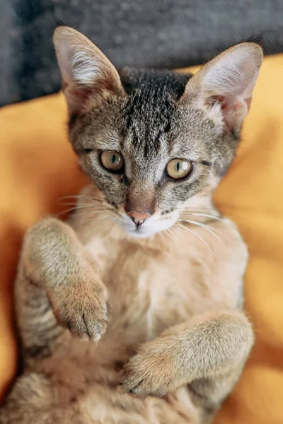 Cute Senny Kot Chausie Otwartymi Oczami Żółtym Tle — Zdjęcie stockowe