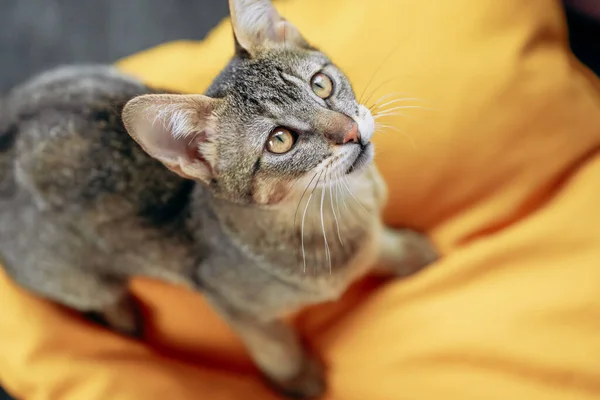 Cantik Chausie Kitten Dengan Latar Belakang Kuning Dan Abu Abu — Stok Foto