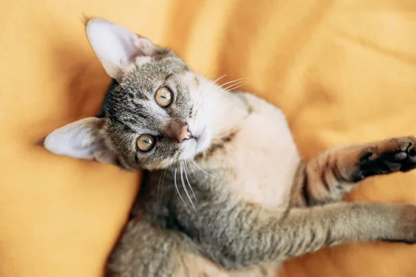 Kucing Liar Yang Cantik Dan Langka Dengan Latar Belakang Kuning — Stok Foto