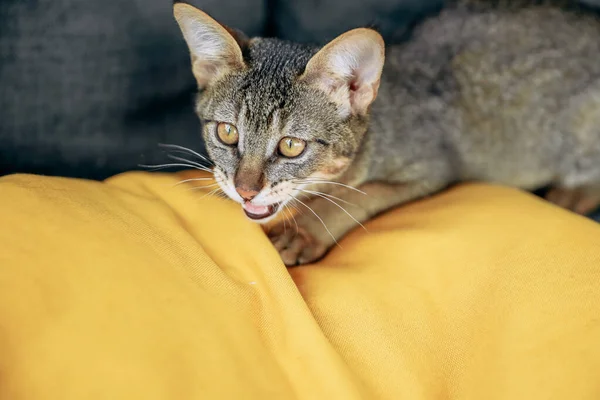 Kucing Liar Abyssynian Yang Pemarah Dengan Latar Belakang Kuning Dan — Stok Foto