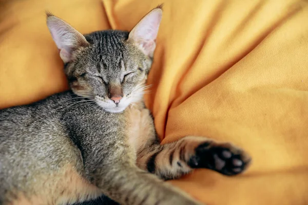 Indah Abyssynian Kucing Liar Pada Latar Belakang Kuning — Stok Foto