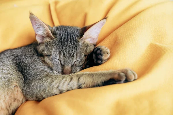 Marah Chausie Kucing Dengan Mata Terbuka Pada Latar Belakang Kuning — Stok Foto