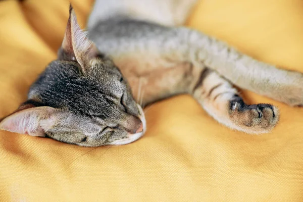 Marah Chausie Kucing Dengan Mata Terbuka Pada Latar Belakang Kuning — Stok Foto