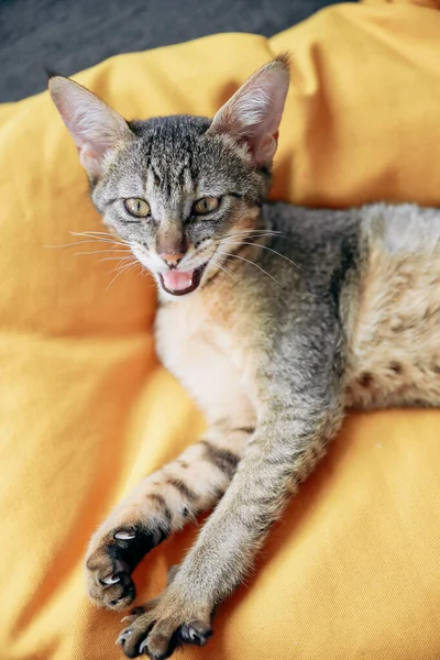 Angry Chausie cat with open eyes on a yellow background