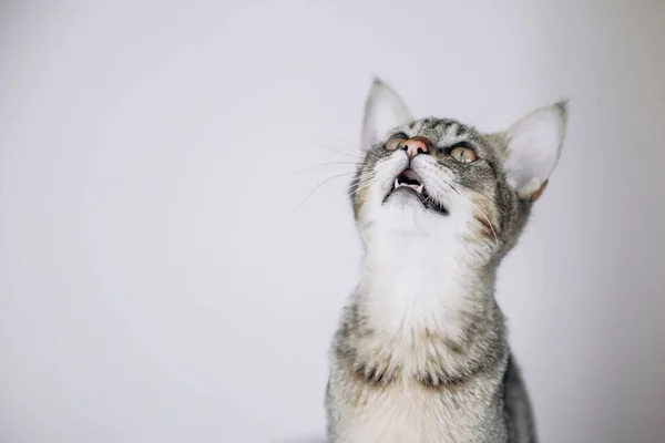 Beau Chat Sauvage Levant Les Yeux Isolé Sur Fond Blanc — Photo